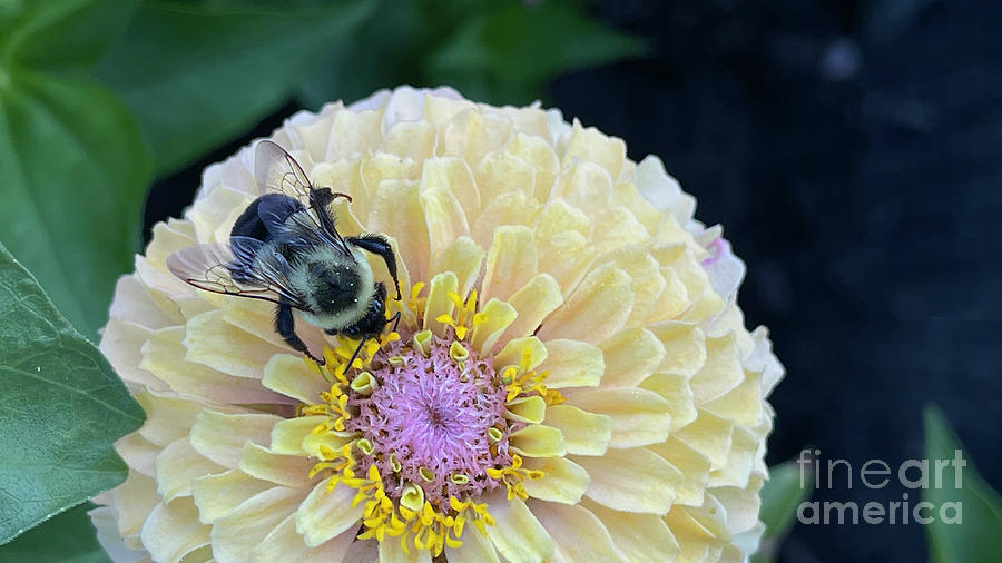 Bumblebee at Work on Yellow Zinnia 1082 Photograph by Jack Schultz