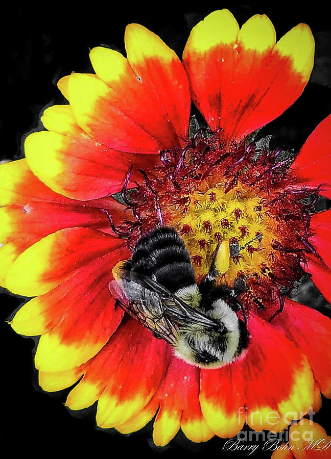 Bumblebee Photograph by Barry Bohn