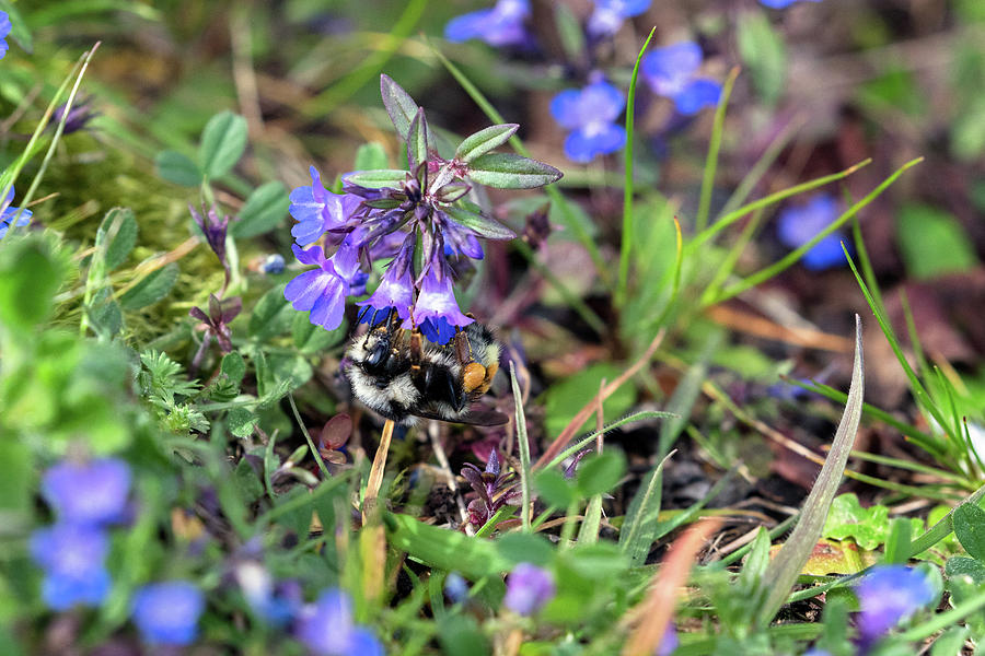 Bumblebee Collecting Pollen on Large-flowered Blue-eyed Mary Flo Photograph by Michael Russell