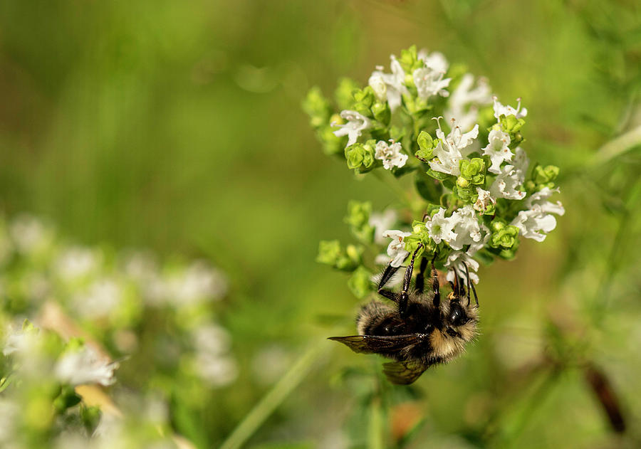 Bumblebee Feeding Photograph by Timothy Anable - Fine Art America