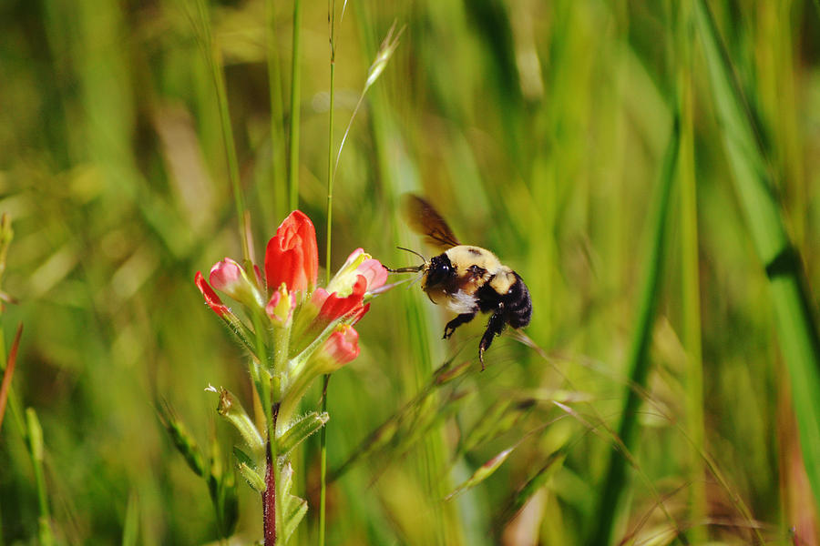 Bumblebee Flying to Indian Paintbrush Wild Flower Photograph by Gaby