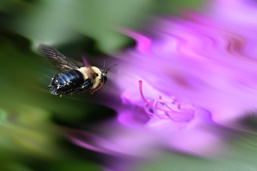 Bumblebee heading straight for the nectar  paintography Photograph by Dan Friend