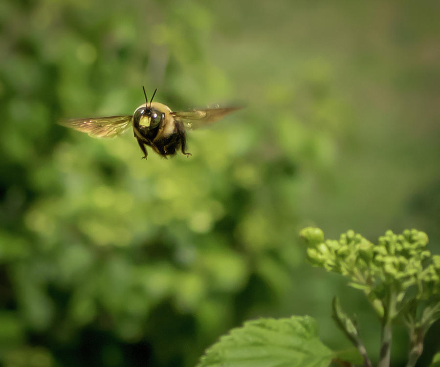 Bumblebee In Flight 1 Photograph by Gregg Ott