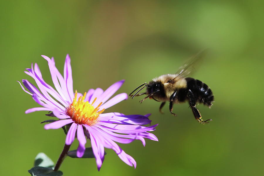 Bumblebee in flight Photograph by Alex Nikitsin - Pixels