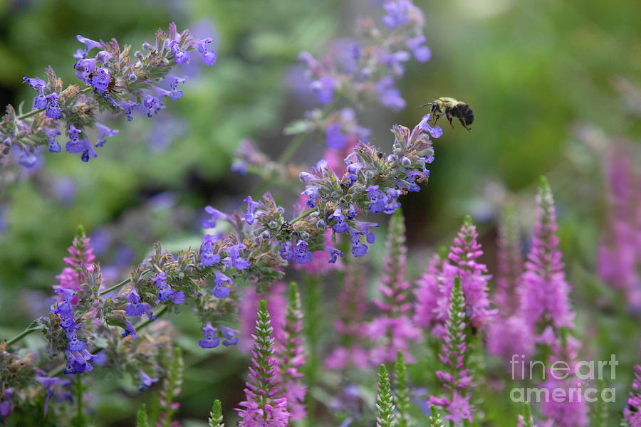 Bumblebee In The Garden Photograph