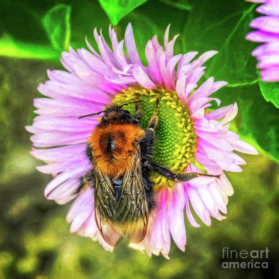 Bumblebee on a Daisy Photograph by Adrian Evans
