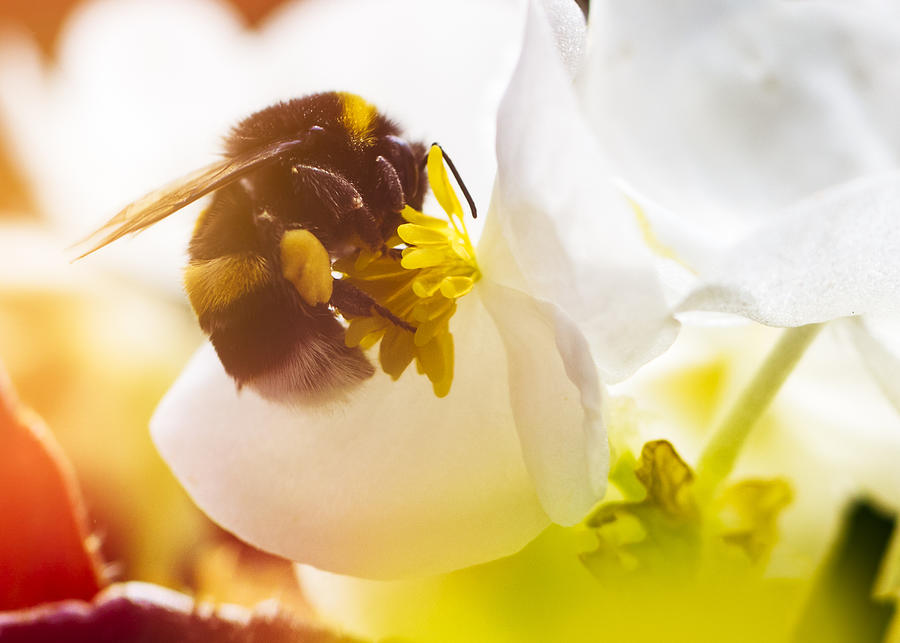 Bumblebee on a flower closeup Photograph by IvanJekic