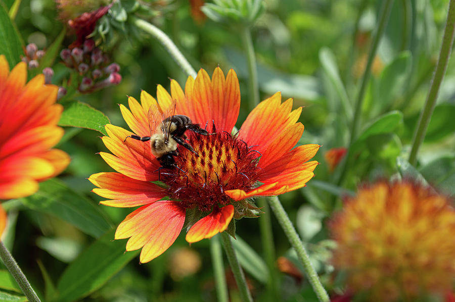bumblebee on a Flower Photograph by Deborah M