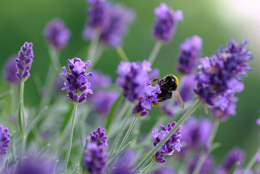 Bumblebee on a lavender Photograph by Alexandra Jursova