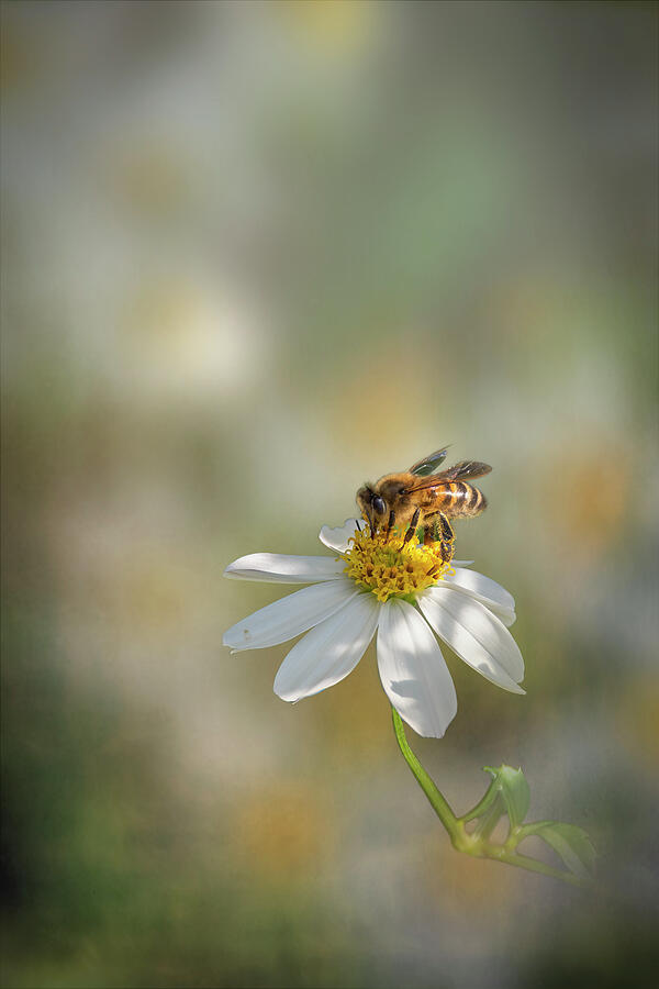 Bumblebee on a White Flower Photograph by John Twynam - Fine Art America