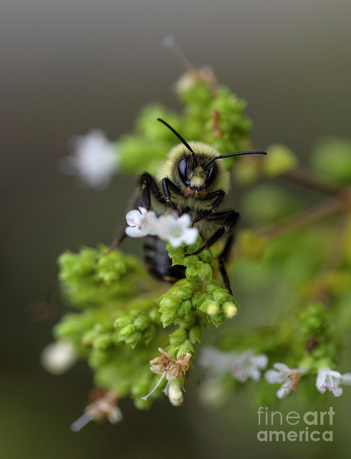 Bumblebee on an Oregano Plant Photograph by Diane Diederich