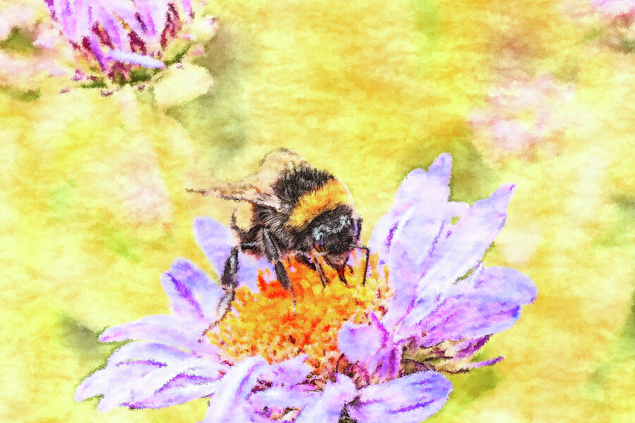 Bumblebee On Aster Flower Photograph by Tanya C Smith