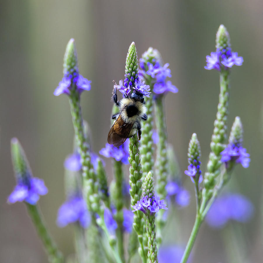 Bumblebee on Blue Vervain Wildflower Photograph by Patti Deters