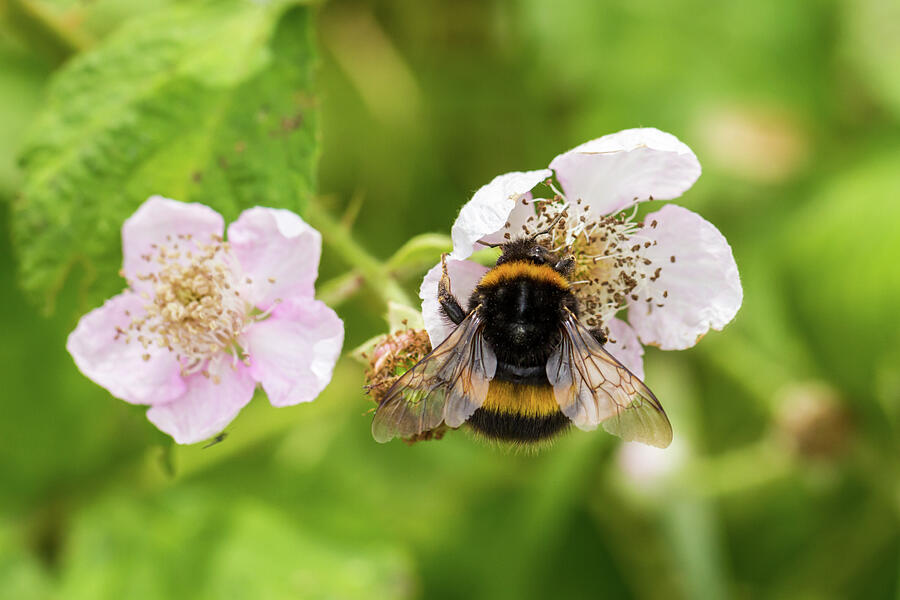 Bumblebee On Bramble Flowers Photograph by Tanya C Smith