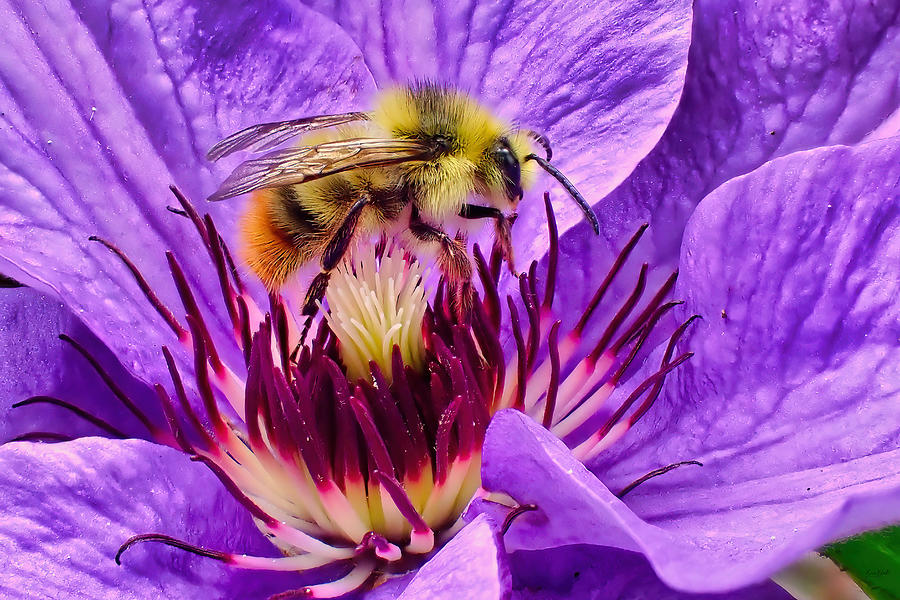 Bumblebee on Clematis Photograph by Bruce Block