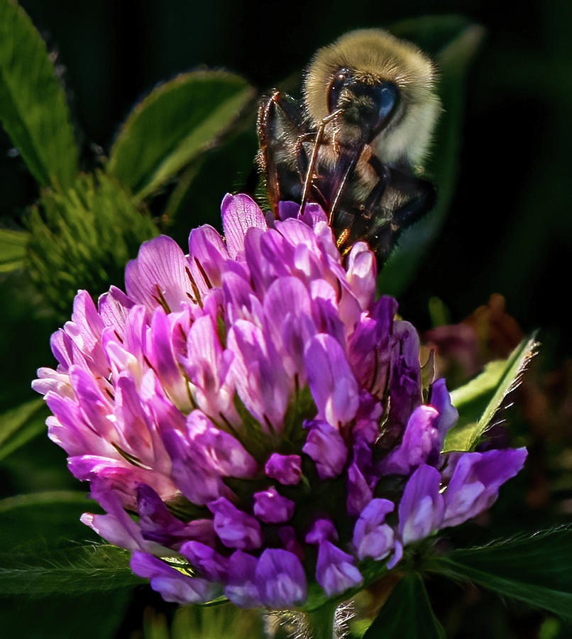 Bumblebee on clover Photograph by Brian Shoemaker