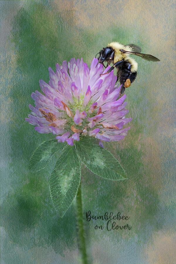 Bumblebee on Clover Photograph by Patti Deters
