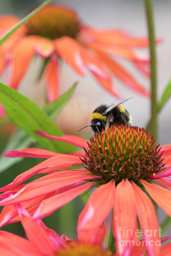 Bumblebee on Echinacea Orange Passion Flower Photograph by Tim Gainey