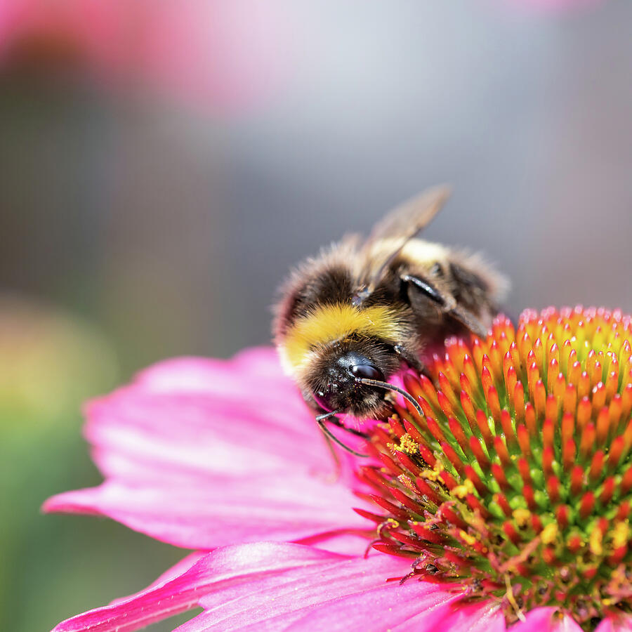 Bumblebee On Echinacea Photograph by Tanya C Smith