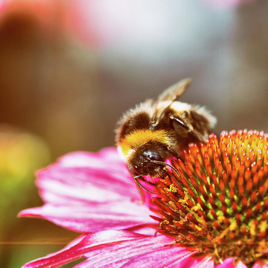 Bumblebee On Echinacea Vintage Film Effect Photograph by Tanya C Smith
