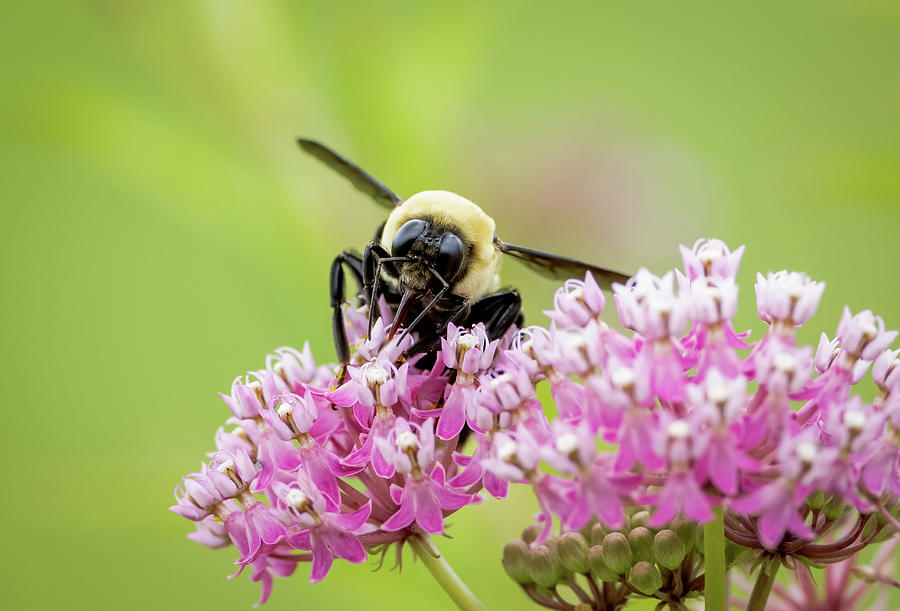 Bumblebee on Flower Photograph by Julie Barrick