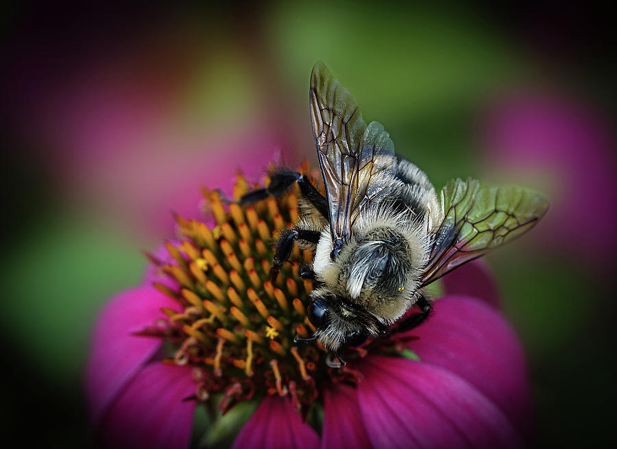 Bumblebee on Hot Pink Coneflower Photograph by Lily Malor