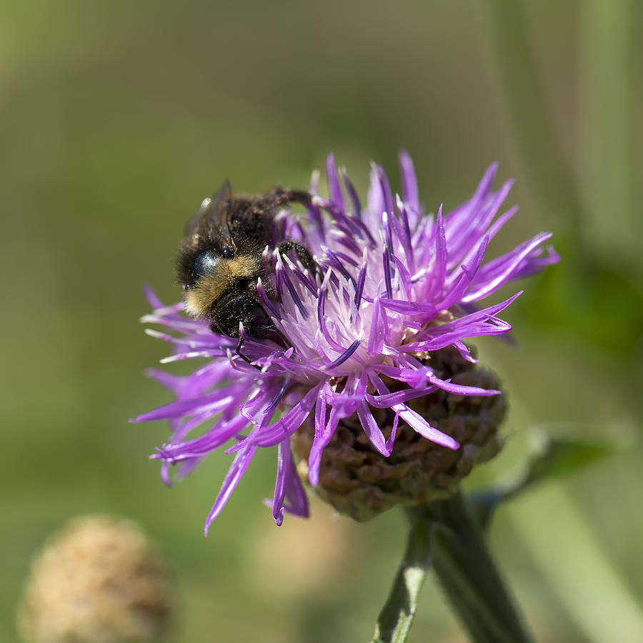 Bumblebee on knapweed Photograph by Roel Meijer