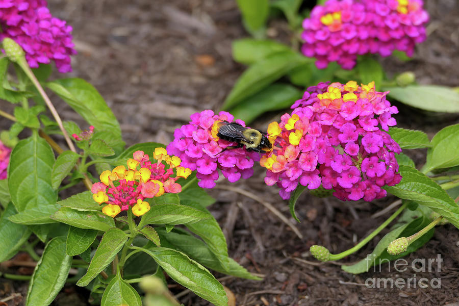 Bumblebee on Lantana Photograph by Bentley Davis