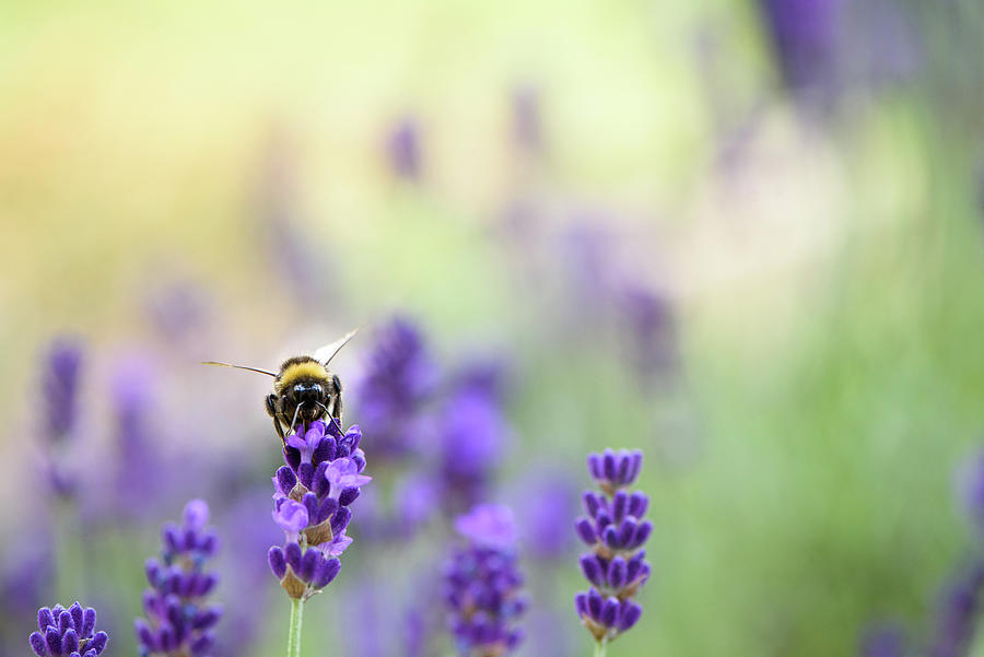 Bumblebee on Lavender 1 Photograph by Naomi Maya