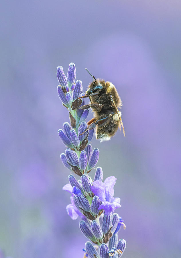 Bumblebee on Lavender Flower with Purple Background Photograph by Tony