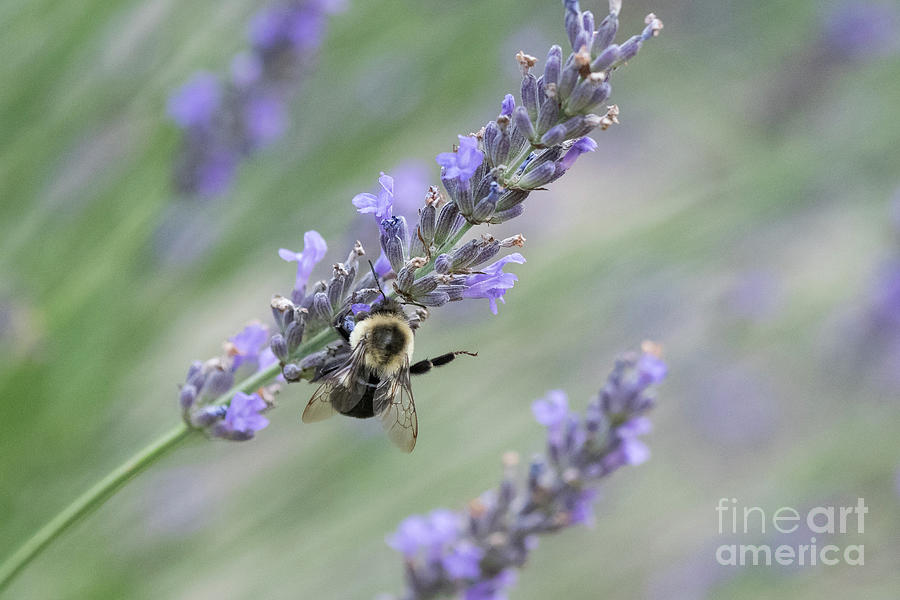 Bumblebee on Lavender II Photograph by Lorraine Cosgrove