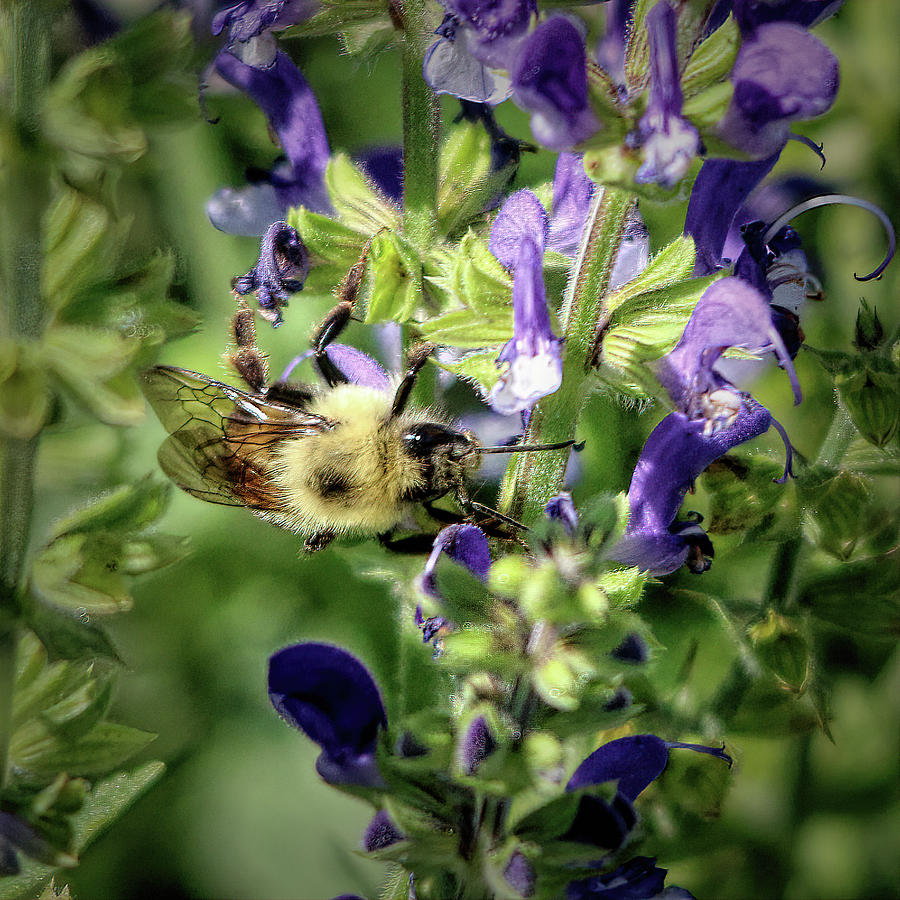 Bumblebee On Meadow Sage Photograph by Daniel Beard - Fine Art America