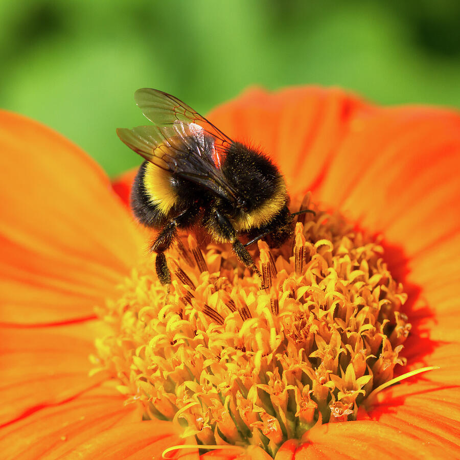 Bumblebee On Orange Flower Photograph by Tanya C Smith