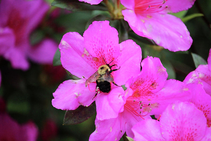 Bumblebee On Pink Azalea  Photograph by Cynthia Guinn