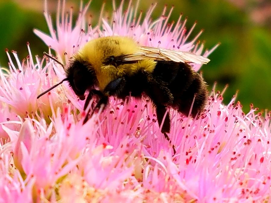 Bumblebee on Pink Sedum Photograph by Amanda Rae