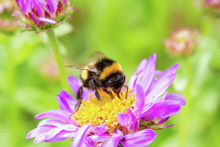 Bumblebee On Purple Aster Photograph by Tanya C Smith