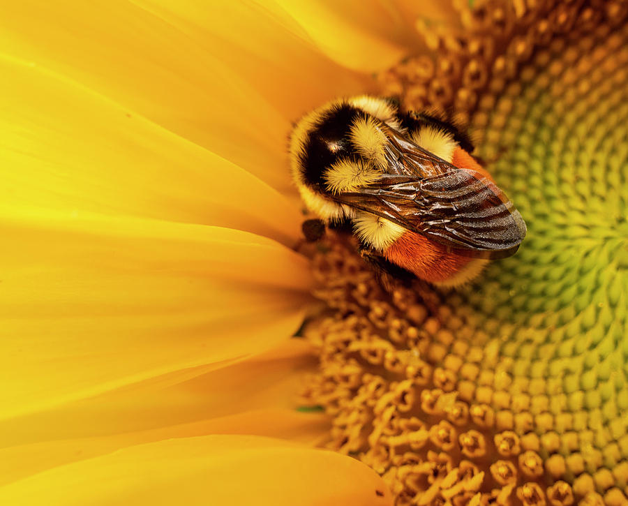 Sunflower Photograph - Bumblebee On Sunflower by Phil And Karen Rispin