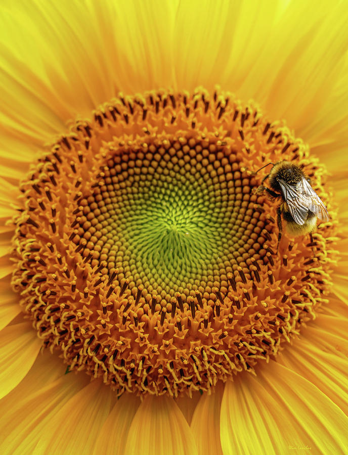 Sweet Sunflower Photograph by Wim Lanclus