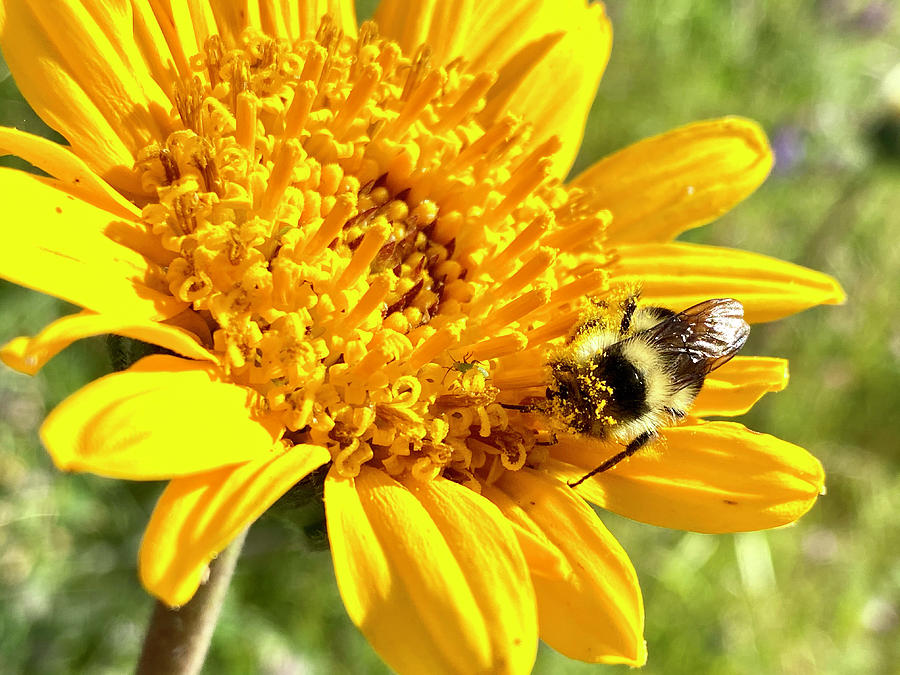 Bumblebee on Yellow Flower Photograph by Masha Batkova
