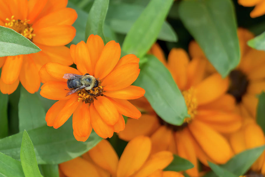 Bumblebee on Zinnia Photograph by Dawn Cavalieri