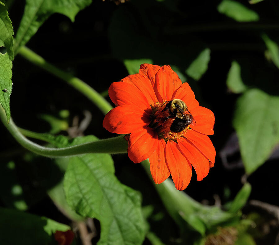 Bumblebee on Zinnia Photograph by Ronda Ryan
