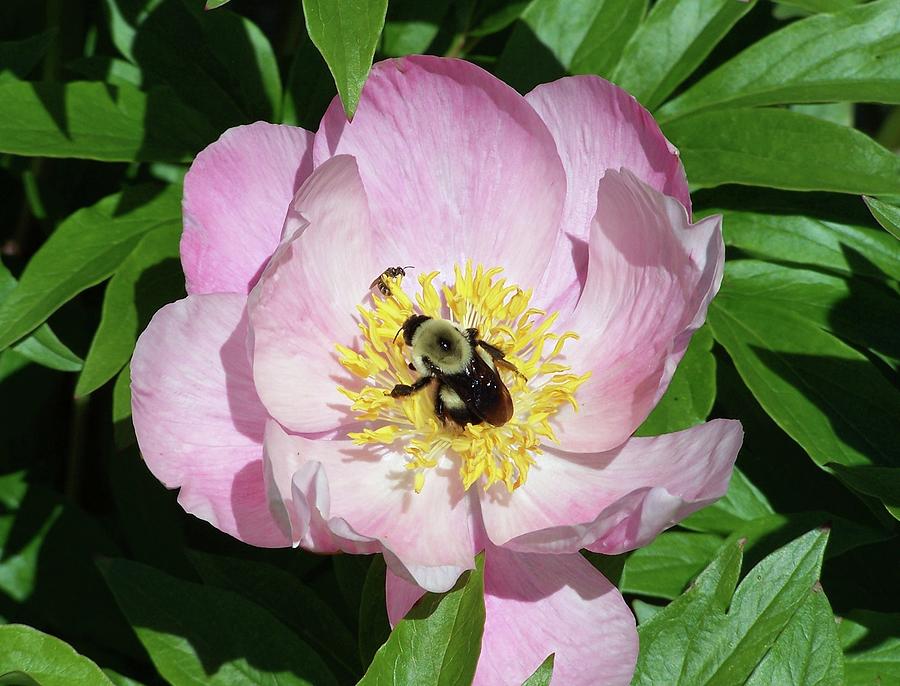 Bumblebee Peony Photograph by Stephanie Weber