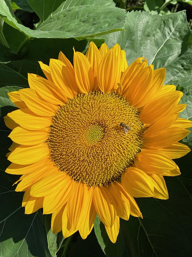 Bumblebee Resting on a Sunflower Photograph by Elizabeth Ferreira ...