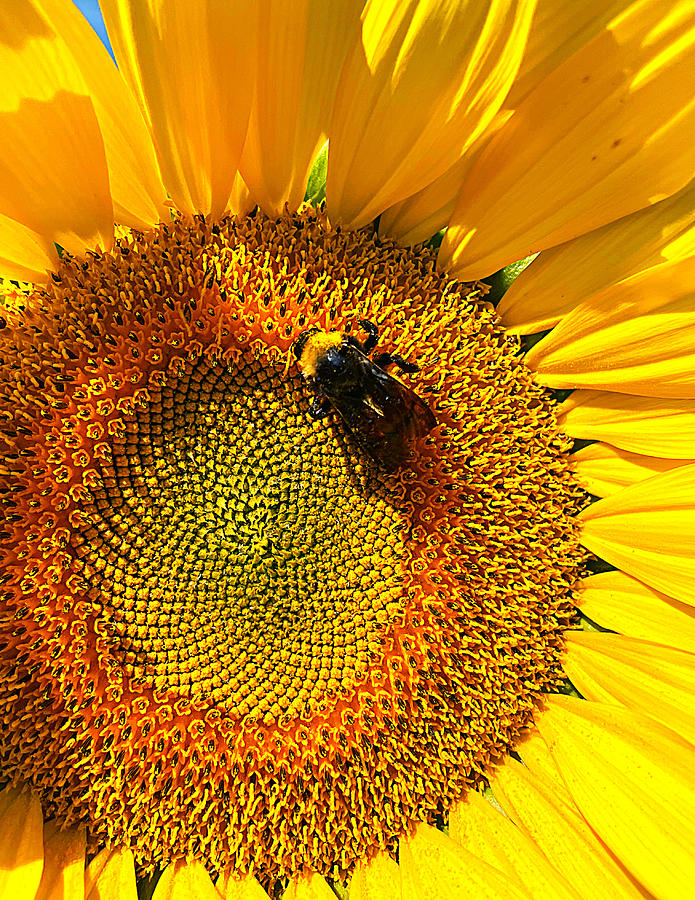Bumblebee Sunflower Photograph by Lee Darnell