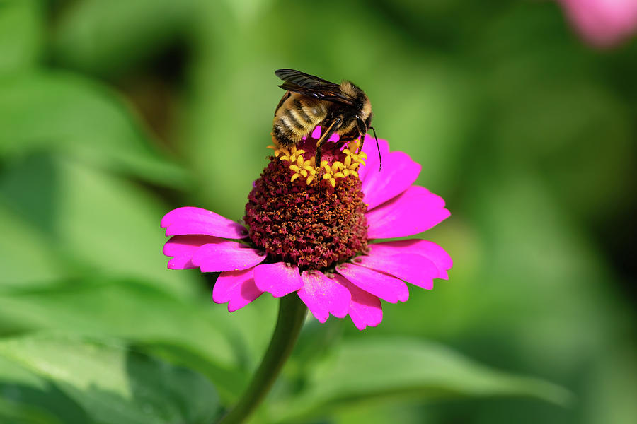 Bumblebee - The Pollinator Photograph by Chad Meyer - Fine Art America