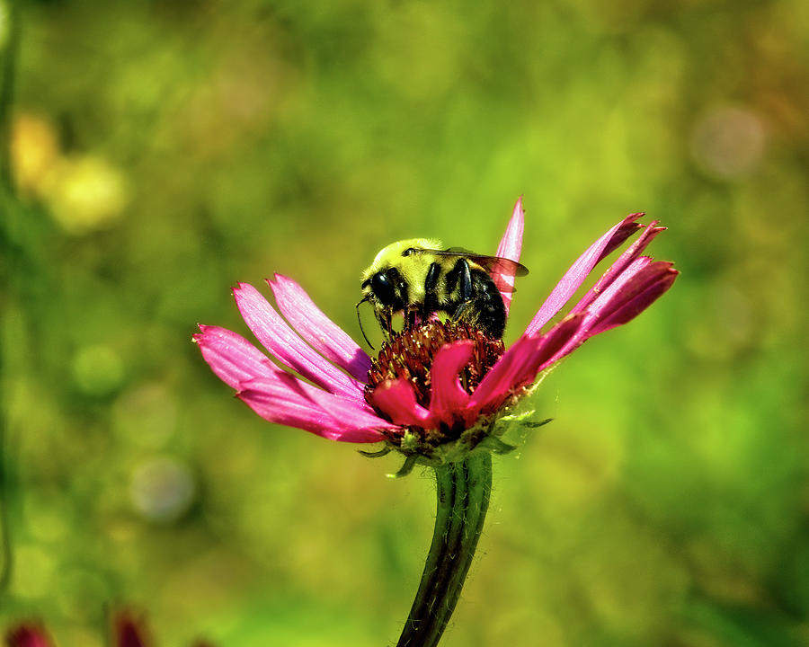 Bumblebee With Tennessee Coneflower Photograph by Laura Vilandre