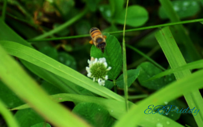 Bumbling Bee Photograph