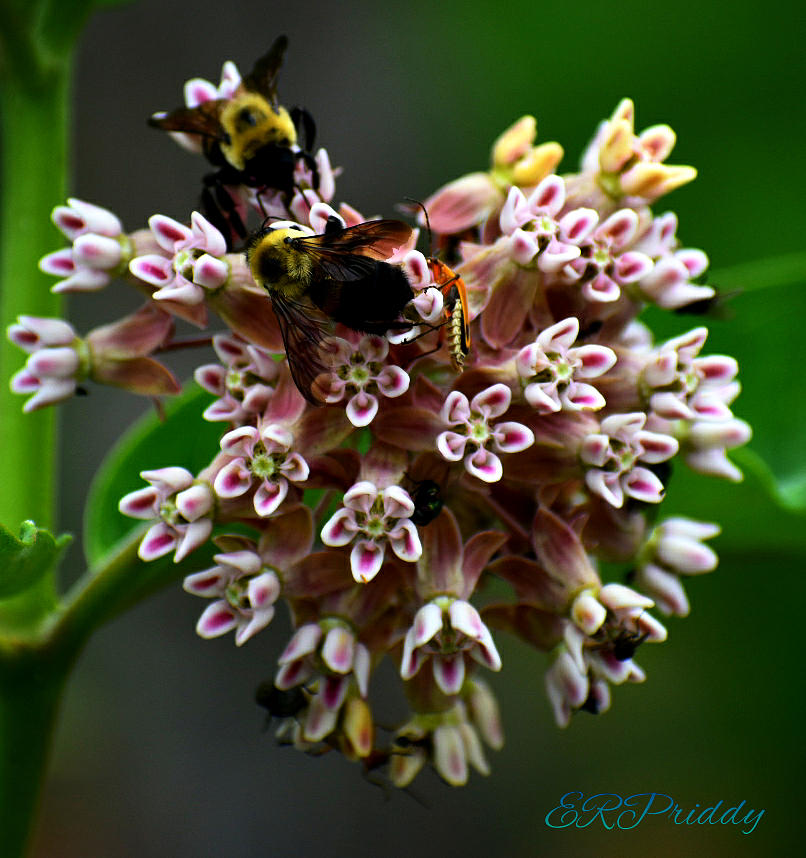 Bumbling Bees Photograph
