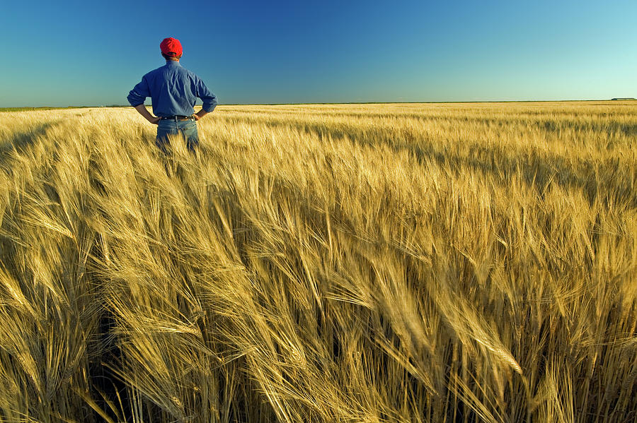 Bumper Crop Photograph by Dave Reede Fine Art America