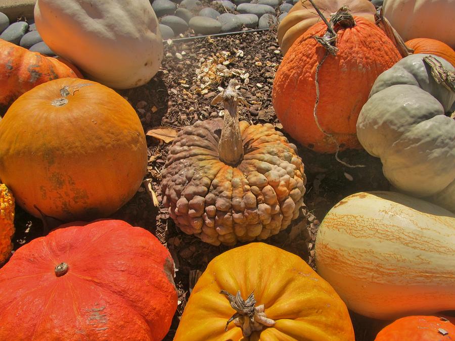 Bumpy Pumpkin Photograph by Donna Wilson - Fine Art America